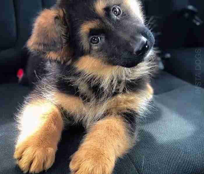 German Shepherd male for sale