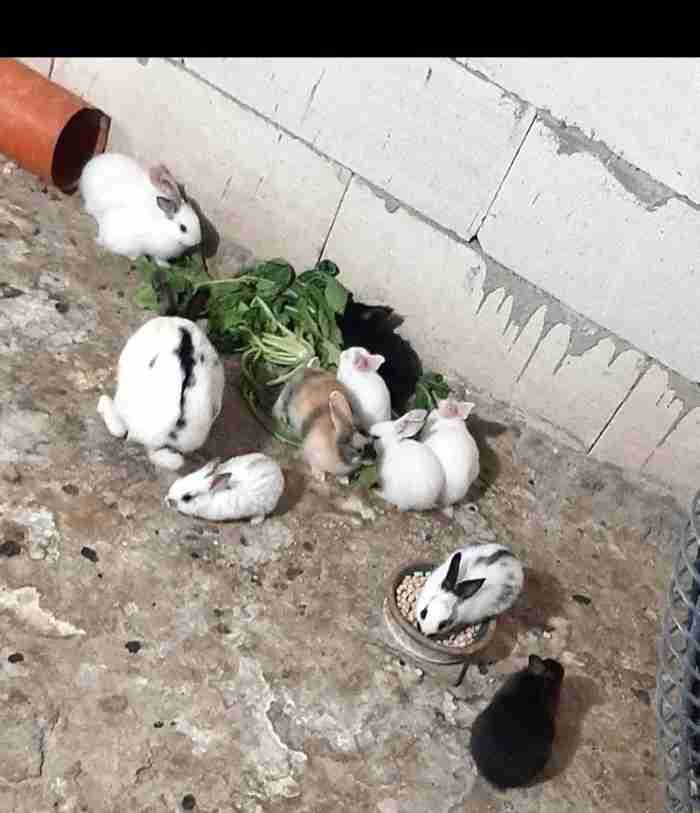 rabbits available