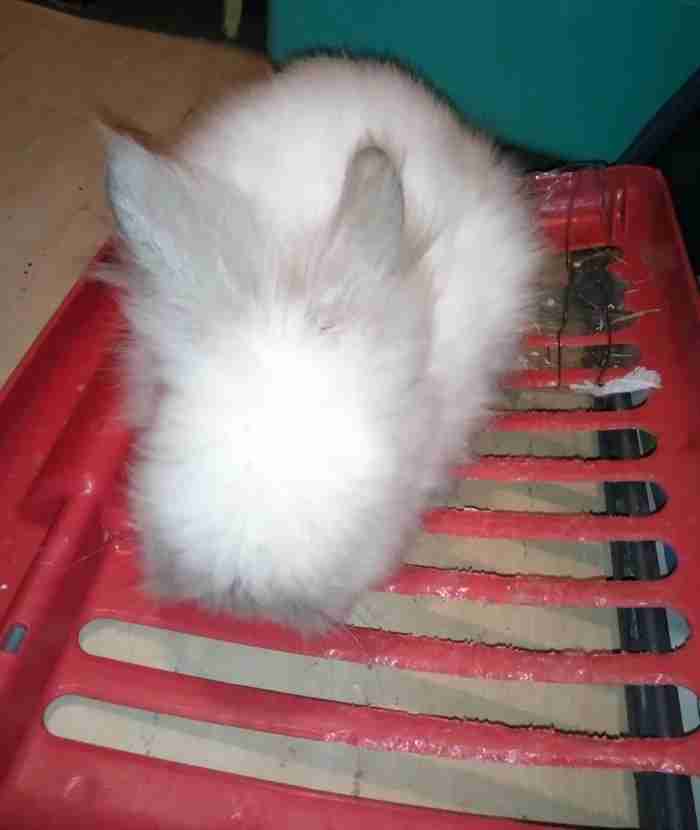 One Fluffy rabbit for sale