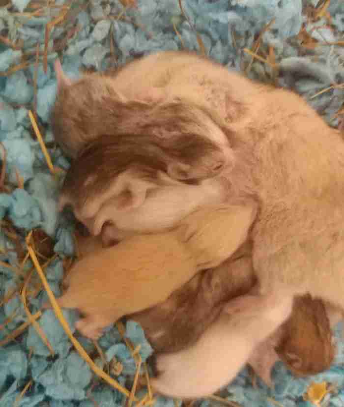 Syrian hamsters White,Ginger,Grey for sale