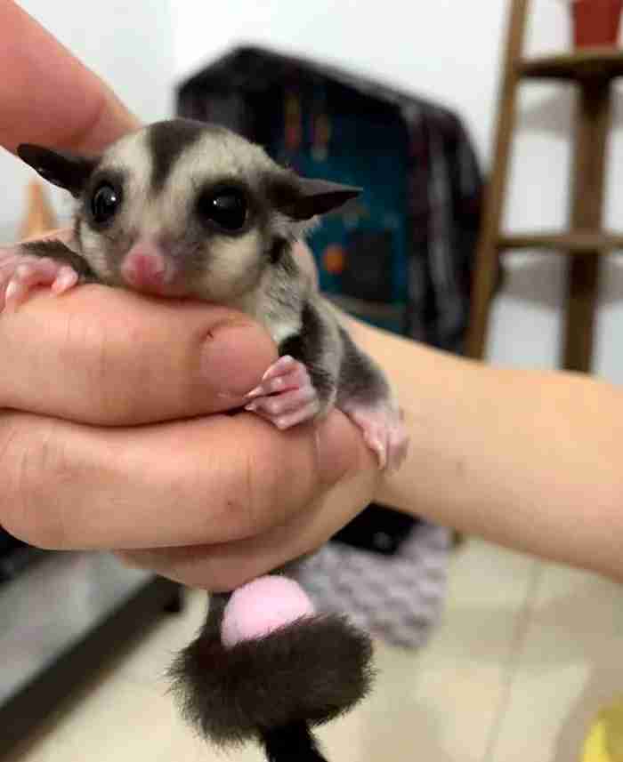 sugar glider