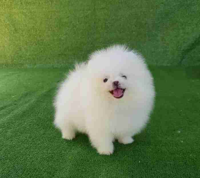 100% pure teacup pomeranian for sale