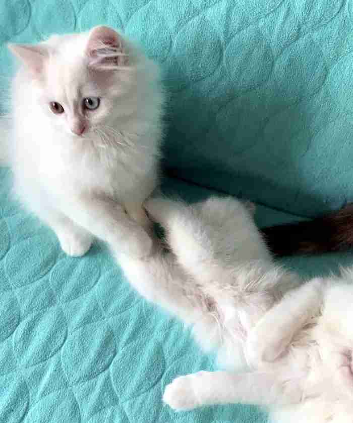 Shiraji Cat Pure For Sale