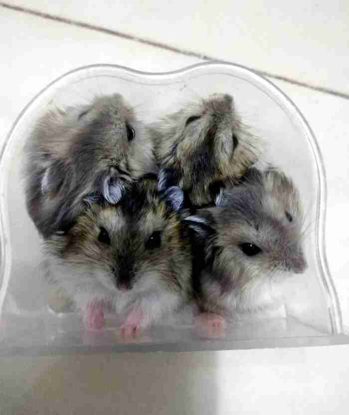 four Russian hamster with cage