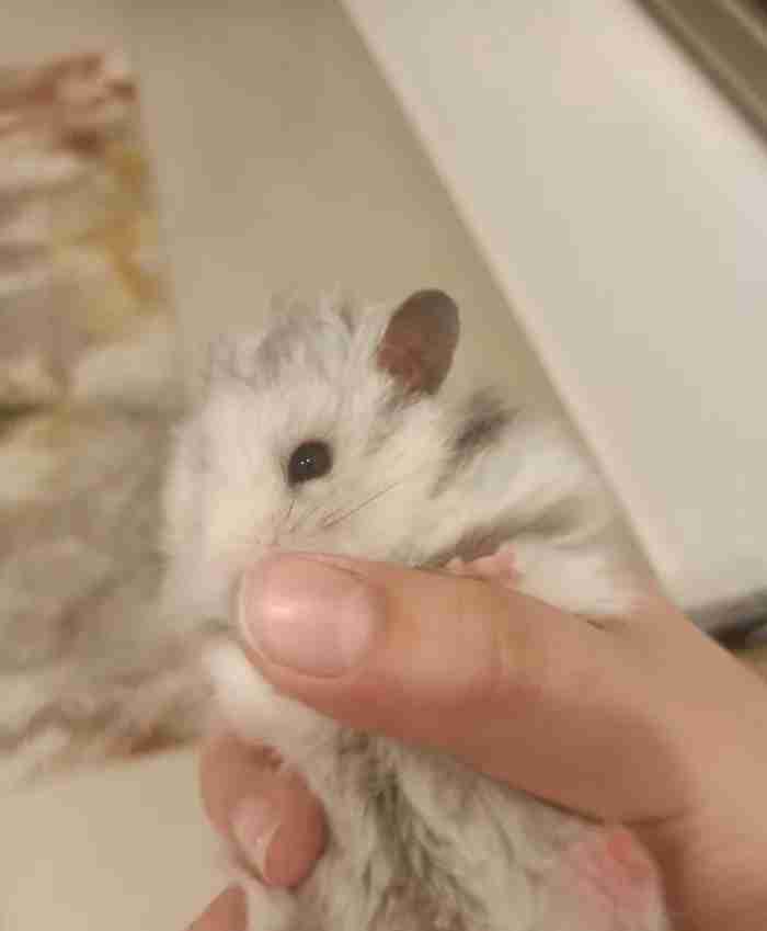 Hamster syrian for sale 1/2 Kd همستار سوري للبع