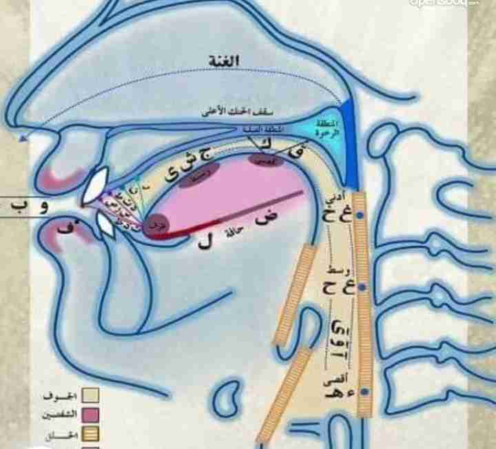 اخصائي تخاطب لعلاج تاخر النطق والكلام لذوى الاحتياجات الخاصة والاطفال الطبيعيين