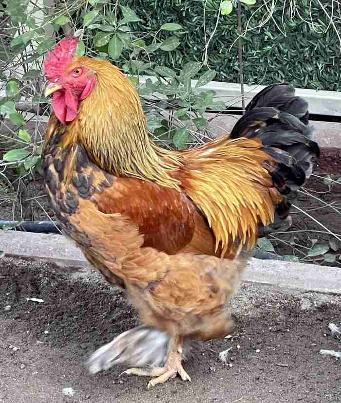 rooster for sale للبيع ديكين