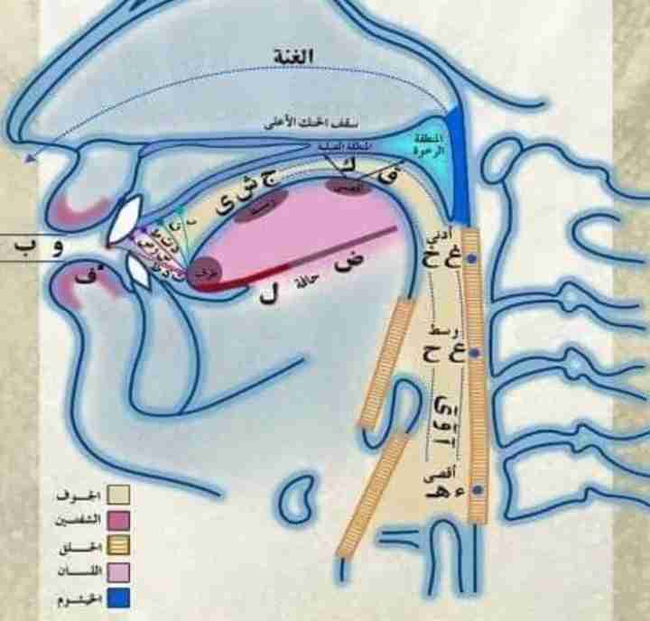 اخصائي تخاطب لعلاج تاخر النطق والكلام لذوى الاحتياجات الخاصة والاطفال الطبيعيين