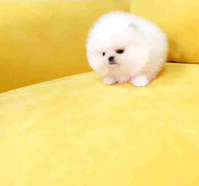 Cute Pomeranian Puppies available