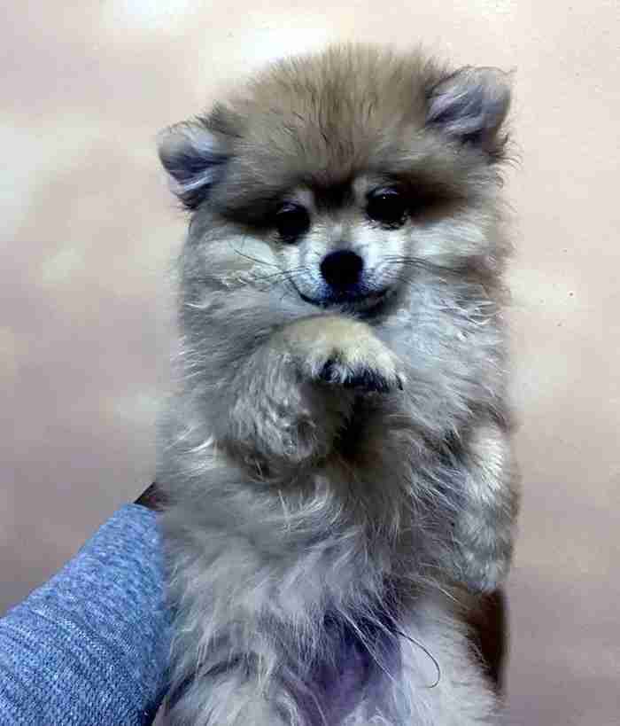 pomeranian male