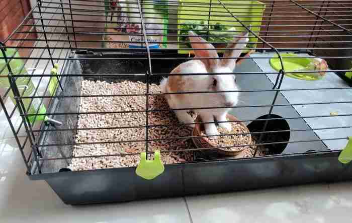 Rabbit with cage