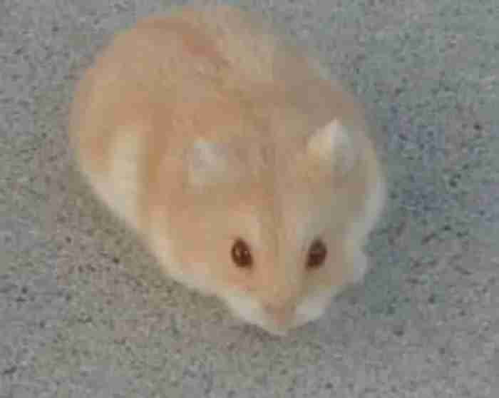 russian dwarf hamster