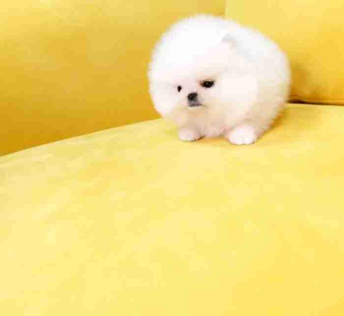 Cute Pomeranian Puppies available