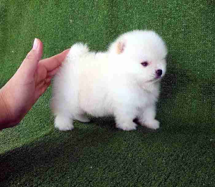 TEACUP POMERANIAN PUPPY FOR SALE