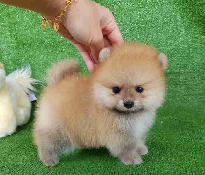 HEALTHY POMERANIAN PUPPY FOR SALE