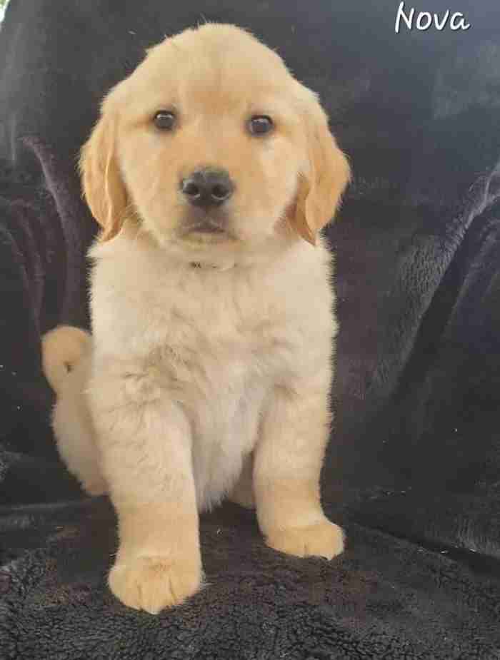 Golden Retriever puppy for sale