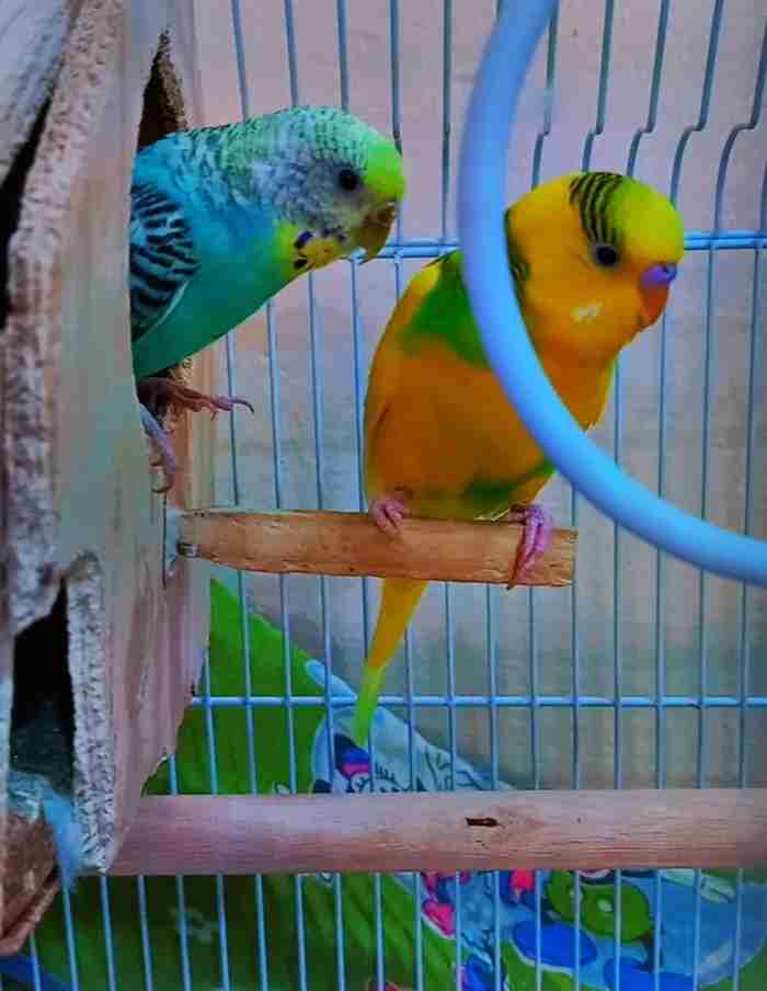 Breeding budgies pair