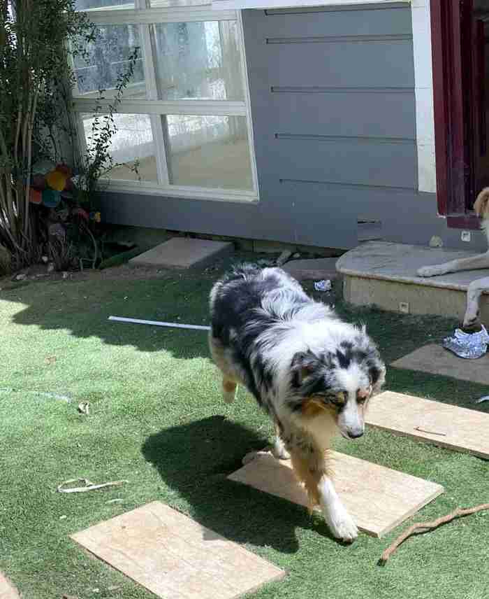 بيور Australian shepherd العمر سنتين ونص