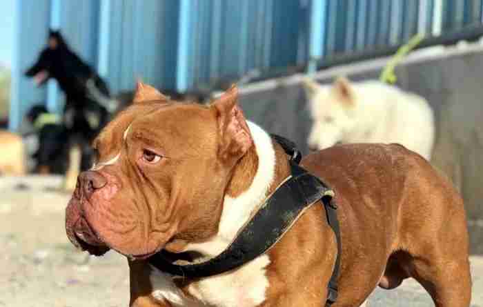 American bully dog / for sale