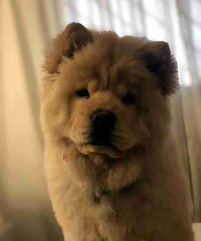 للبيع انثي Chow chow