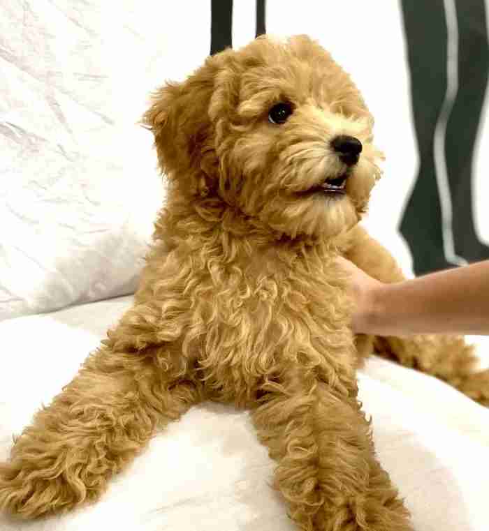 Toy poodle