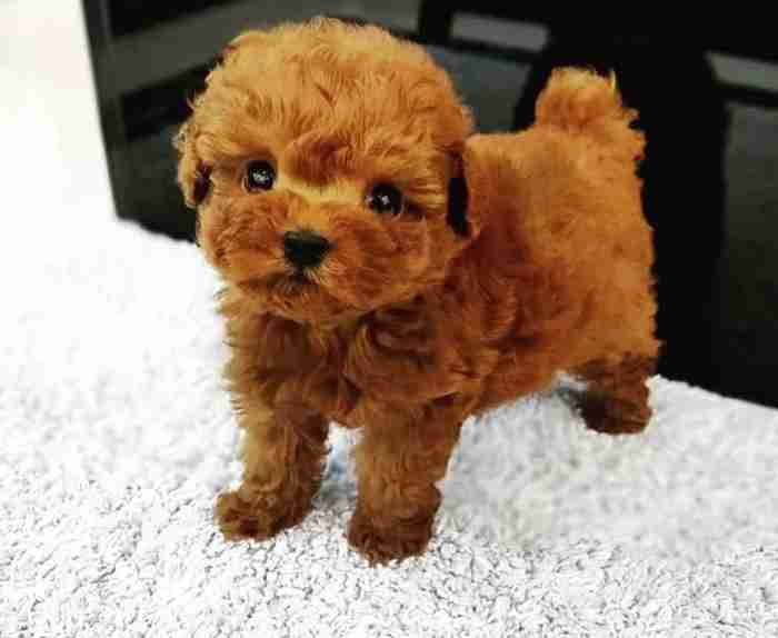 Lovely Toy Poodle