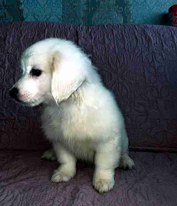 Japanese spitz and shih tzu mix