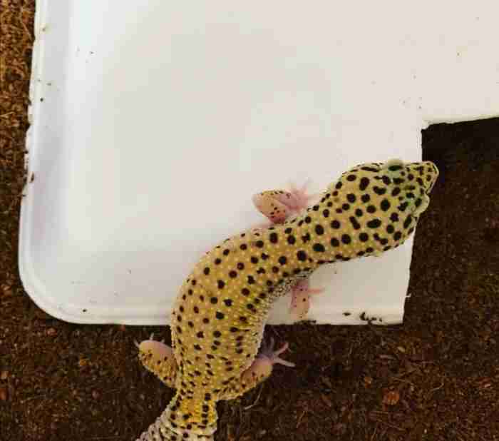 leopard gecko for sale