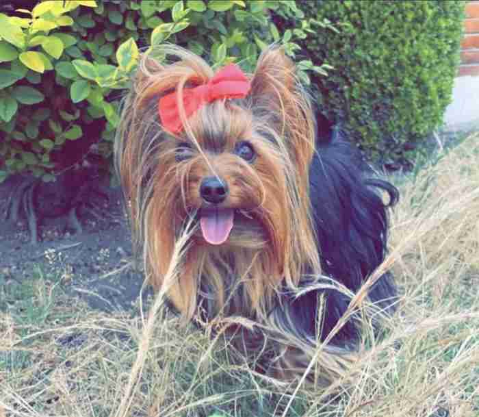 Yorkshire terrier miniature