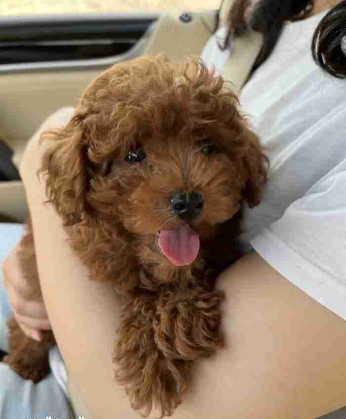 Toy poodle puppy