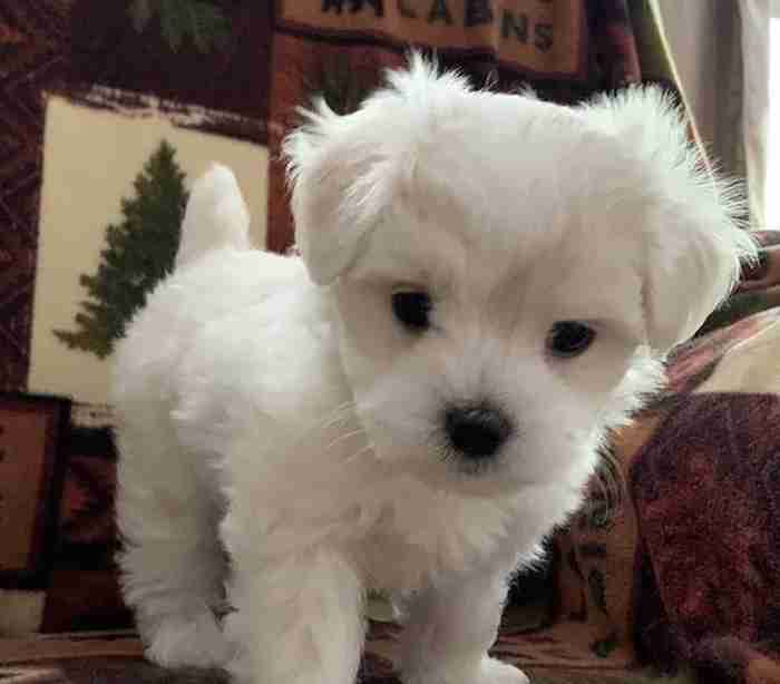 Well trained Teacup Maltese Puppies