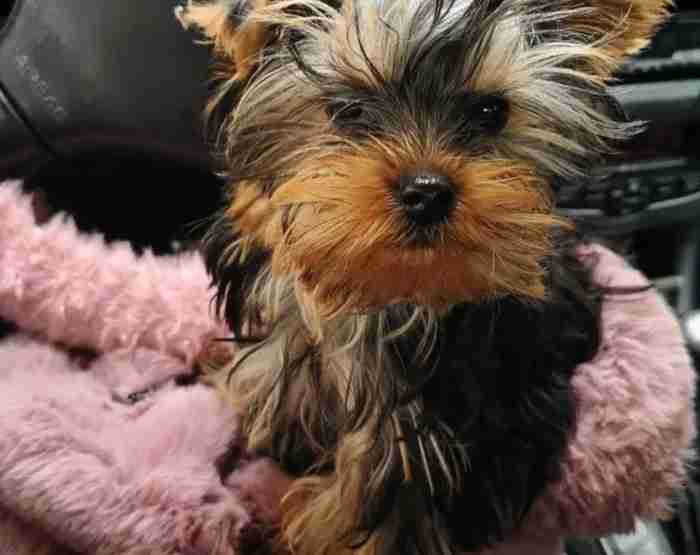 Yorkshire terrier puppy for sale miniature