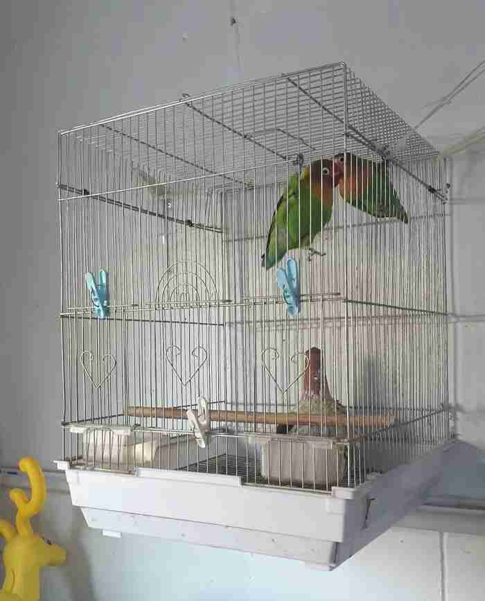 birds with nest for sale