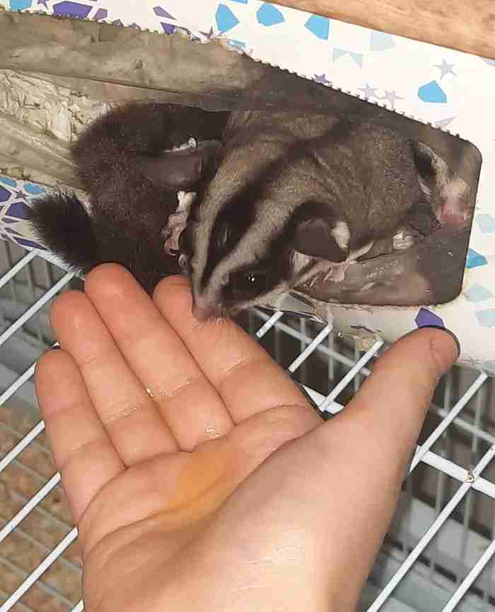 sugar glider سنجاب طائر