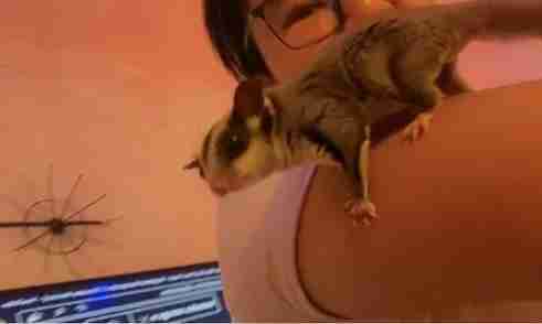 sugar glider male 20kd