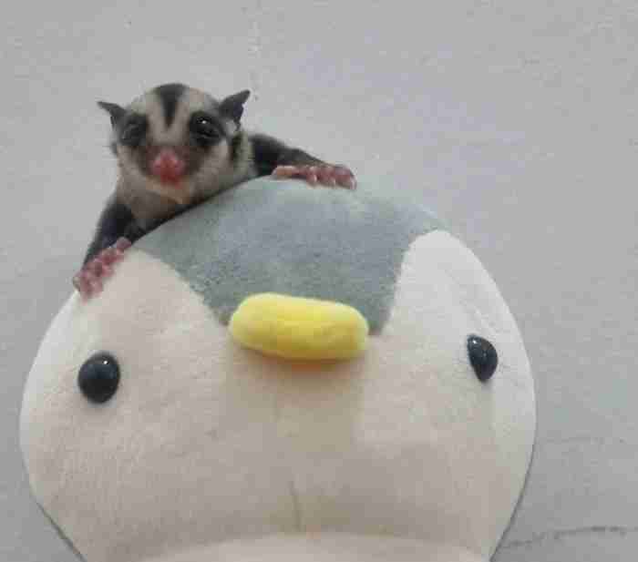 Sugar glider