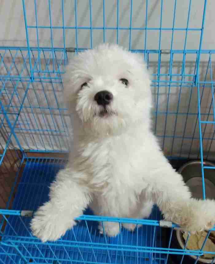 Maltipoo male puppy