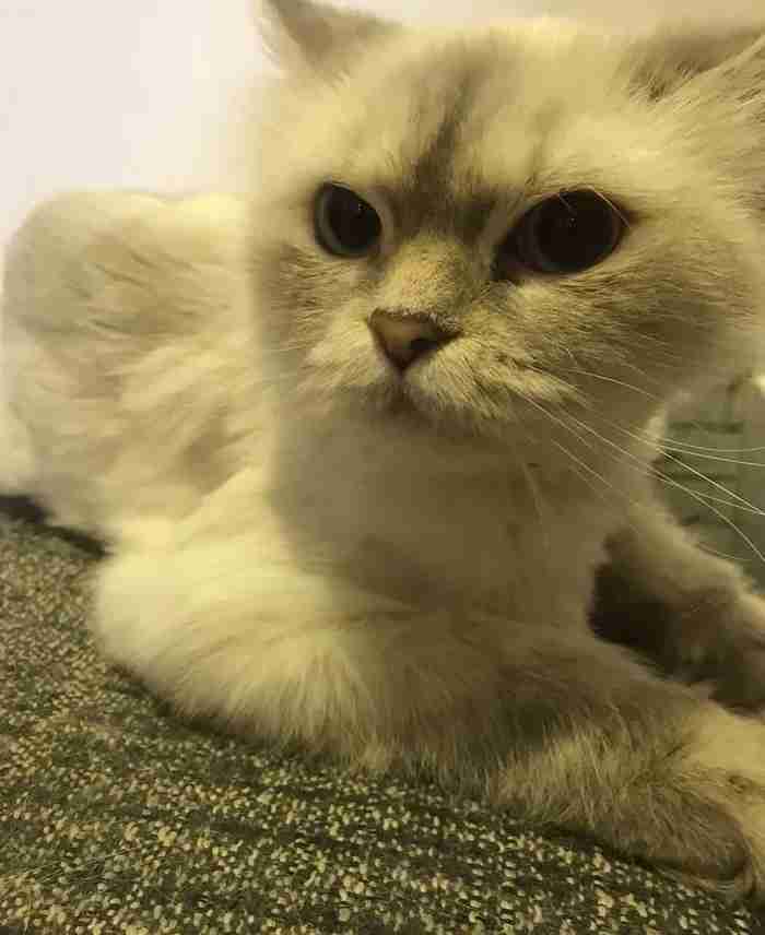 himalaya Ragdoll Female Cat