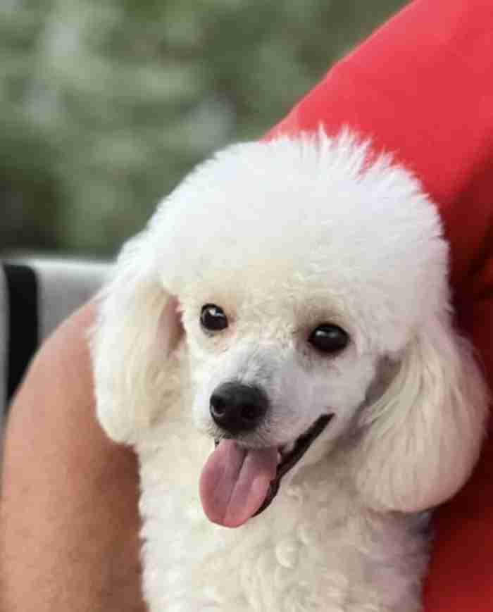 toy poodle توي بودل