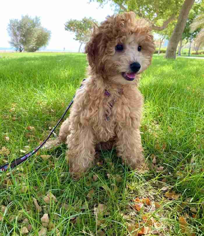 Male Toypoodle 4 months.