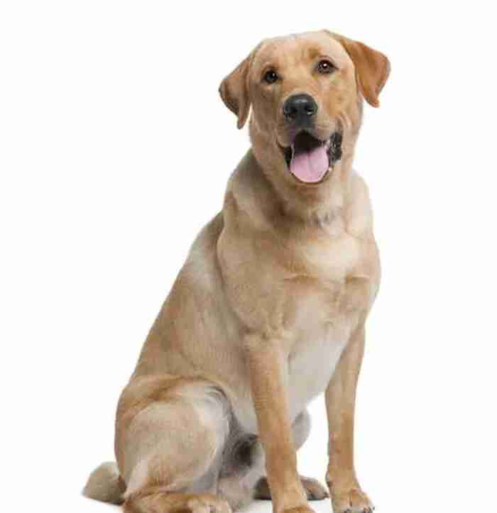 Labrador Retriever Dog