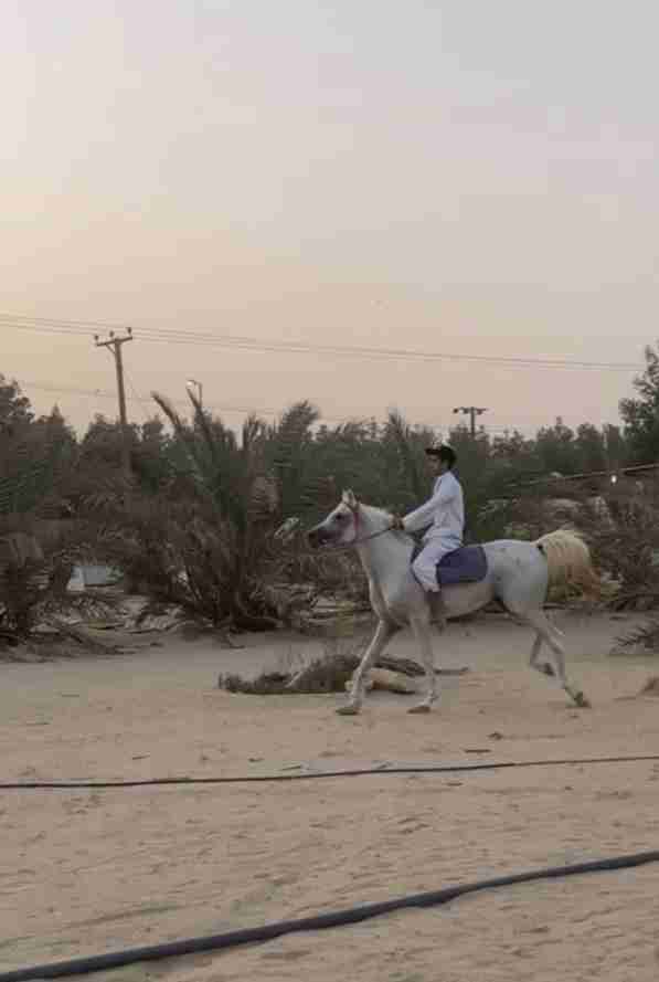 للبيع حصان مصري بيور فحل العمر من 7الي8 معا اوراقه
سبب البيعه بنبيع المزرعه
المكان الوفره