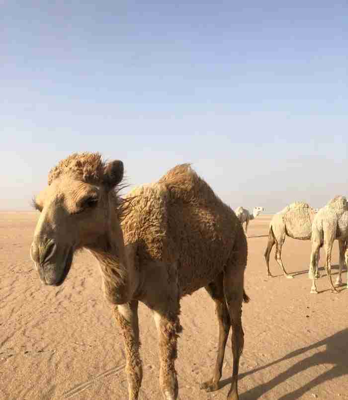 نشتري جميع انواع الابل والقعدان