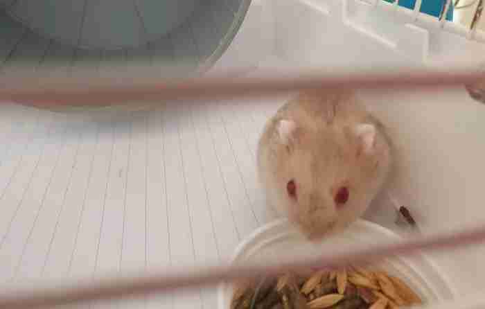 small red eye hamster with cage and food for sale