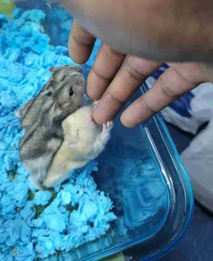 Russian dwarf hamster 1 month old