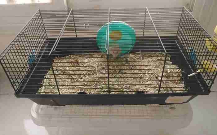 hamster male with cage