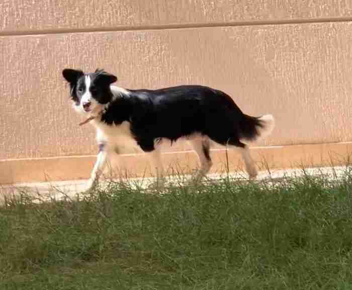 بوردر كولي border collie