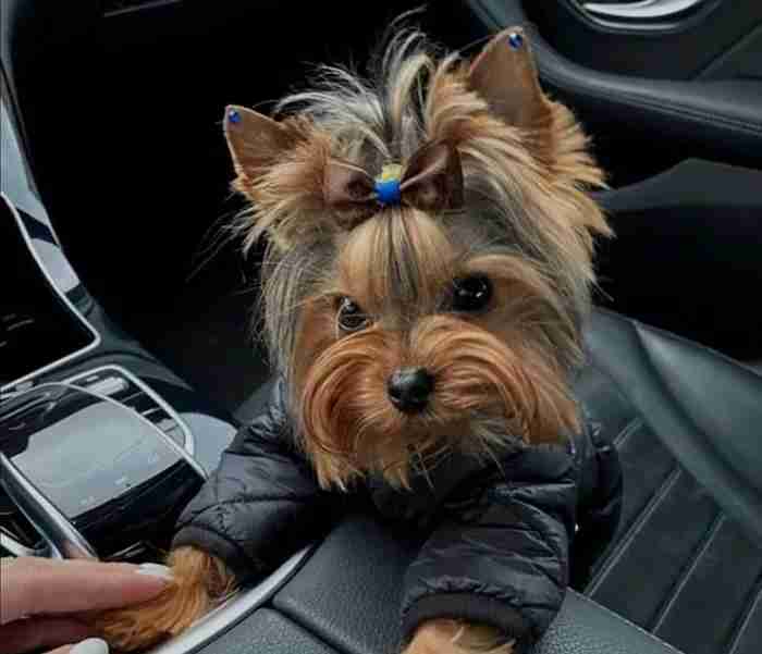 yorkshire terrier dog for sale female