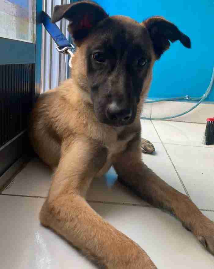 Belgian Shepherd FOR ADOPTION