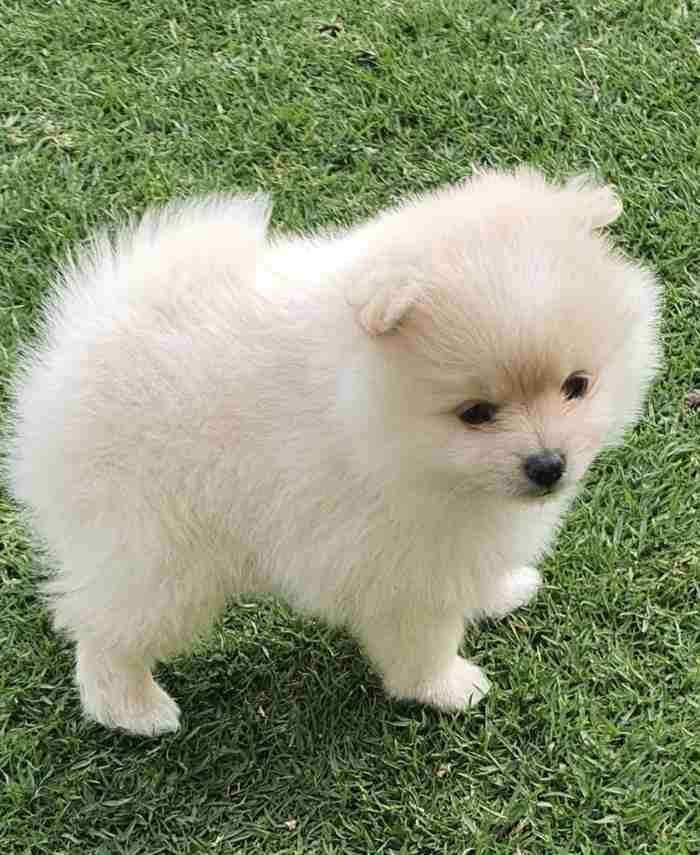 pure pomeranian spitz